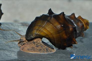 Bewaffnete Turmdeckelschnecke